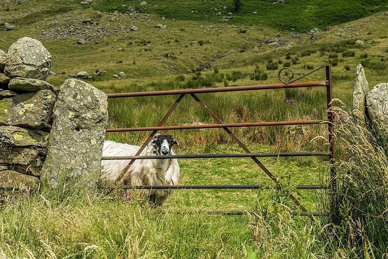 Sheep Playing Hide and Seek