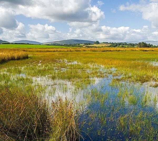 Pond on Mynydd Illtyd Common