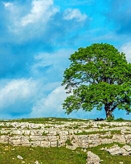The Solitary Tree on Malham Moor