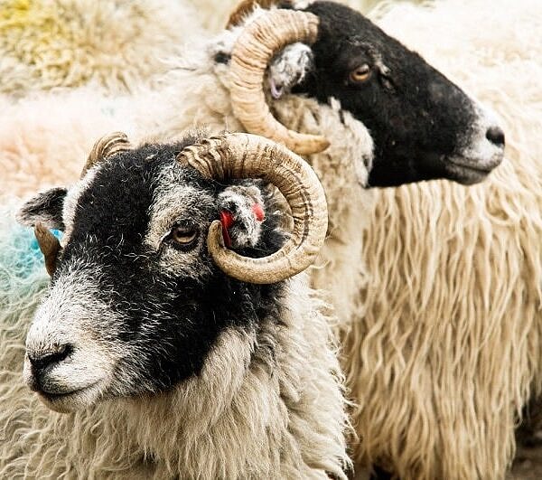 Swaledale Sheep Close Up