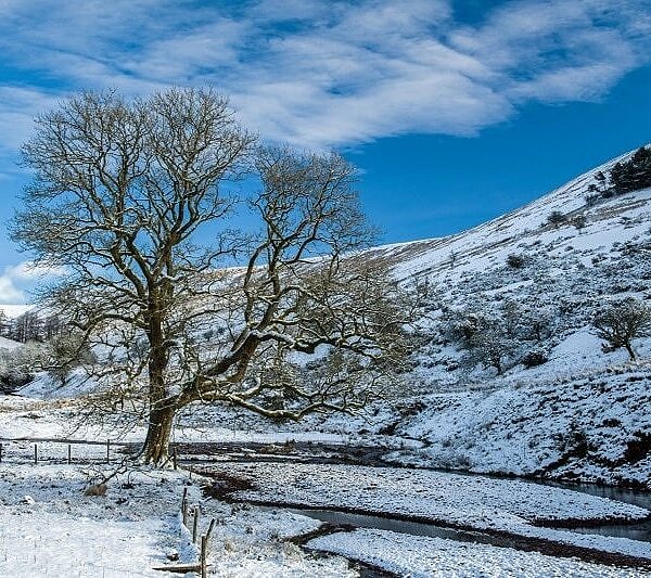 The guardian tree at Cwm Crew Brecon Beacons