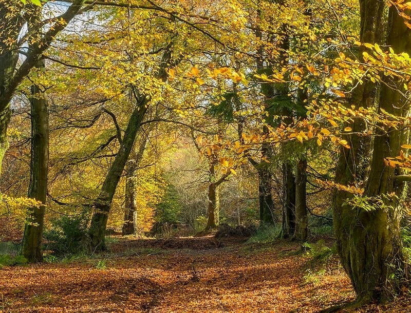 The Wentwood Forest Monmouthshire in Autumn