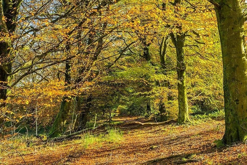 The Wentwood Forest Monmouthshire in Autumn