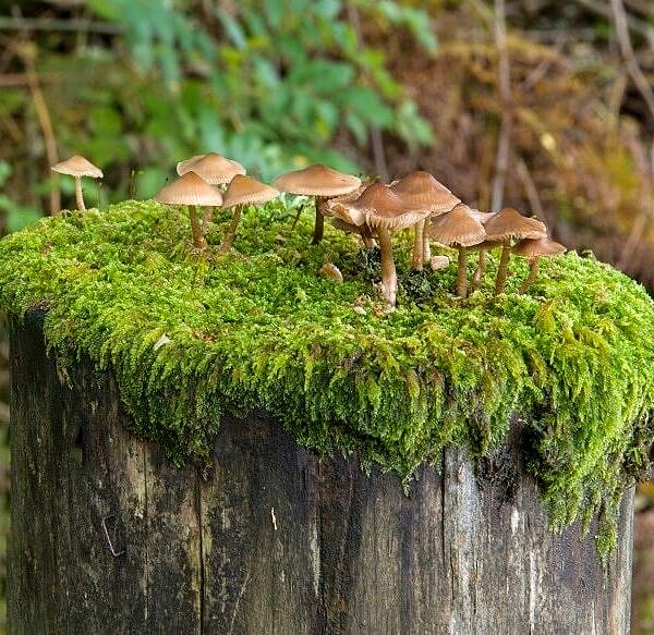 Toadstools growing on a fencepost top