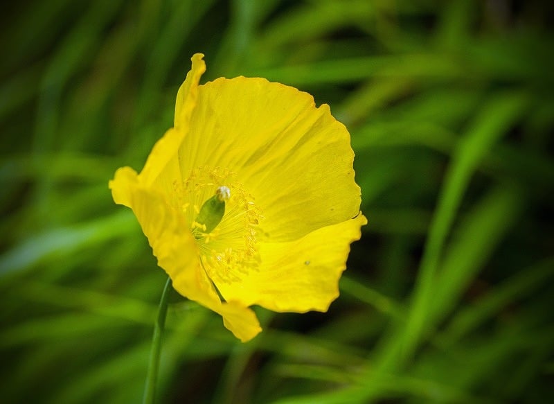 Yellow or Welsh Poppy