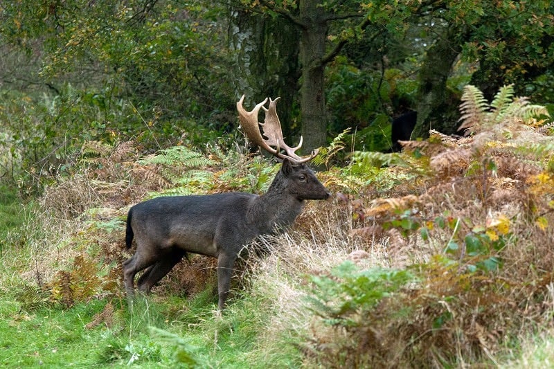 Fallow Deer Stag Cannock Chase Staffordshire