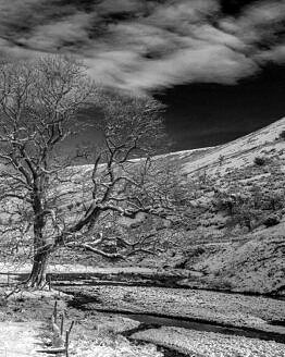 The guardian tree at Cwm Crew Brecon Beacons