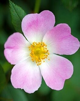 Dog Rose or Rosa Canina in Spring