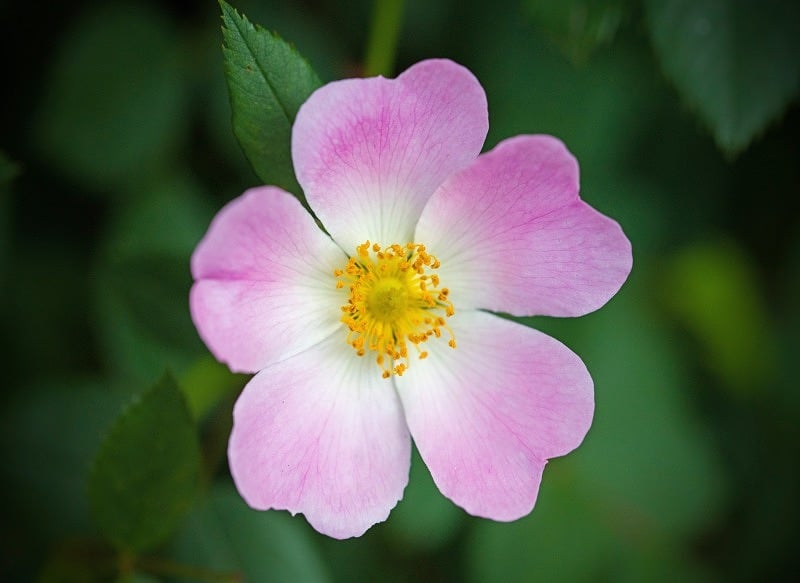 Dog Rose or Rosa Canina in Spring