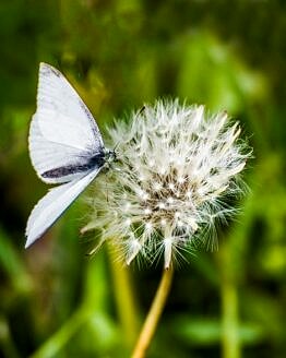 Small white butterfly web DSC_9022