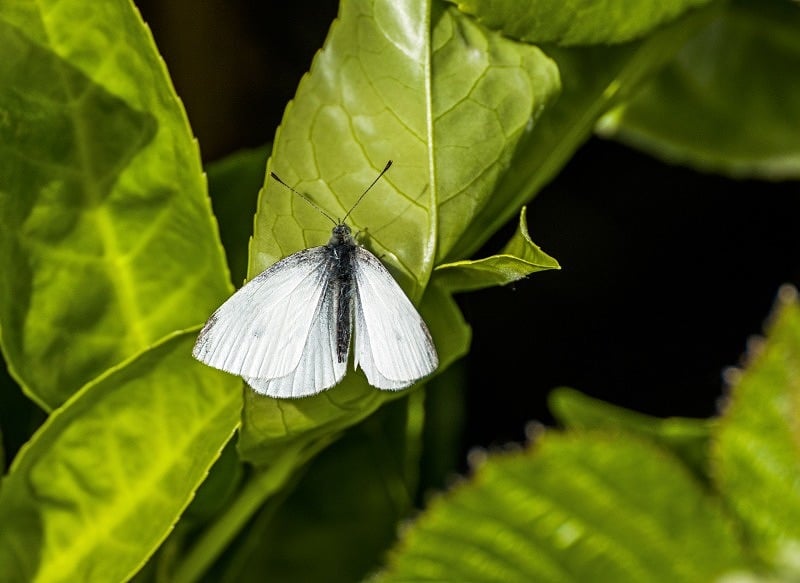 Small white butterfly web DSC_9029