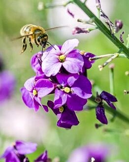 Honey Bee Hovering over Wallflower