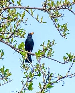 Male Blackbird Singing in a tree