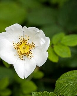 White Dog Rose Flower