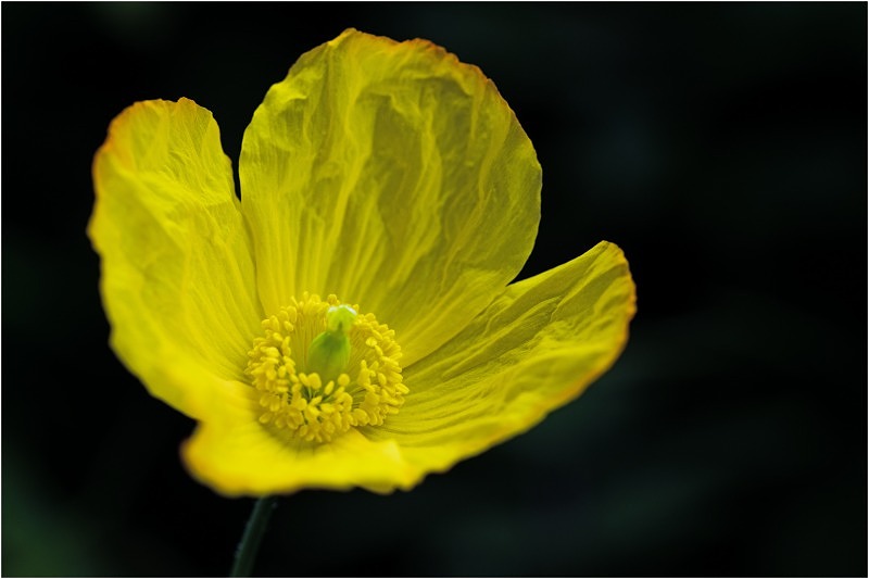 Welsh Poppy Flower web DSC_1371